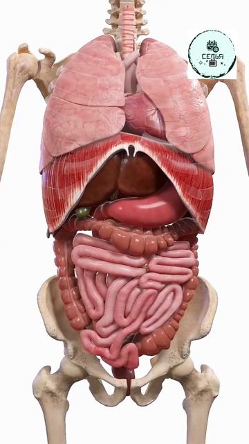 НАГЛЯДНАЯ РАБОТА ВСЕХ ОРГАНОВ ЧЕЛОВЕКА смотреть онлайн