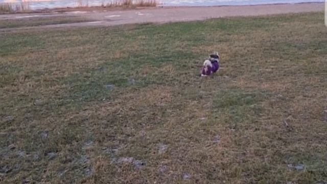 шитцу гуляет смотреть онлайн