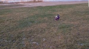 шитцу гуляет