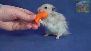 Маленький хомячок ПРОТИВ карты Тайцзи Инь и Ян, почувствуйте значение Дао