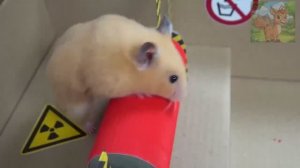 Самый сложный лабиринт Майнкрафт в истории, в который маленький хомячок въезжает прямиком