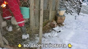 Содержание кур в домашних условиях и других птиц во дворе у Роберта 🐣🐤🦆🐔🪿🦃 (398)