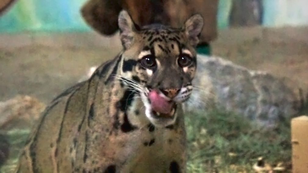 Пара дымчатых леопардов. Один леопард лениво потягивается на лежанке, а второй устроил себе перекус. смотреть онлайн