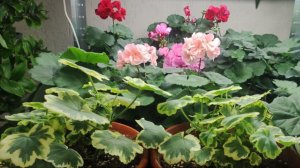 Как сохранить пеларгонию зимой. Уход и условия для успешной зимовки.