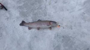 поимка форели на силикон