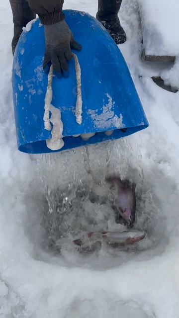 Запуск форели смотреть онлайн