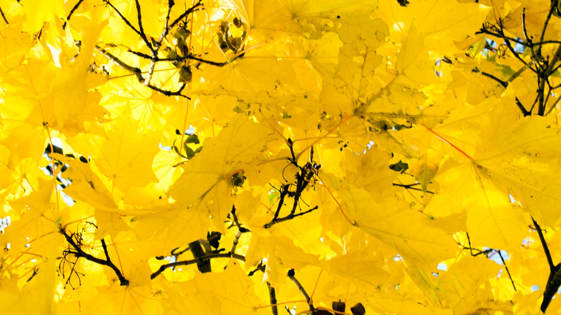 Шур_шур_ша .Караокэ смотреть онлайн