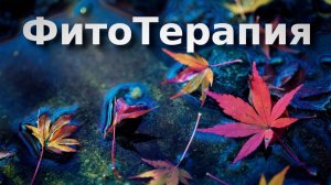 Фитотерапия в аквариуме: листья, шишки и отвары