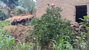 9 серия/Жизнь в горной деревне Непала | в непальской бедной, но счастливой семье