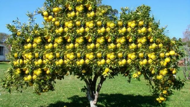 Помело. Польза и вред для здоровья! смотреть онлайн