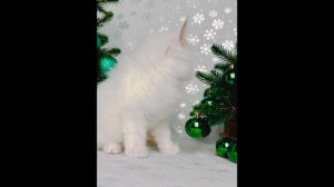 Актировка помета «Г» - 22.10.2025 питомник Чаритон Кун