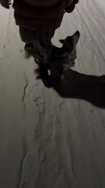 Послушный цирковой пёс. смотреть онлайн