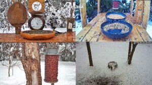 #онлайн_кормушка_для_птиц. 19 января 2026 года. г. Калуга