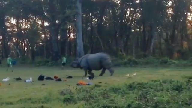 Невероятные Случаи на Сафари, Снятые на Камеру. Видео из интернета. смотреть онлайн