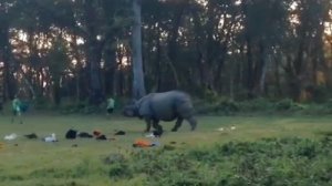 Невероятные Случаи на Сафари, Снятые на Камеру. Видео из интернета.