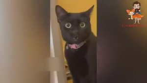 Приколы с котами Самые смешные животные С ОЗВУЧКОЙ Я РЖАЛ И ЛОПНУЛ.