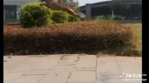 Бельгийская овчарка, прыжок в 6 её ростов