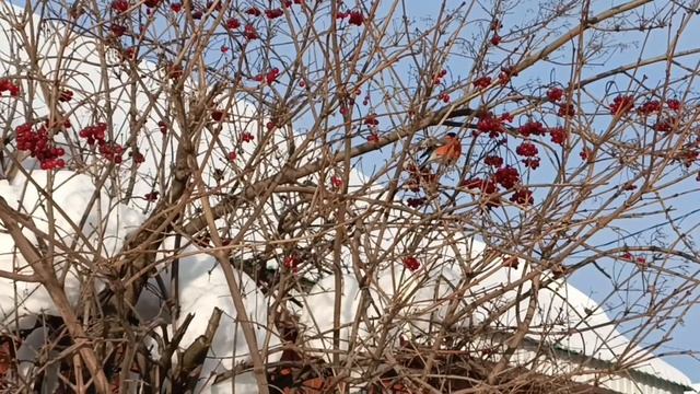 На красавцев посмотри - прилетели снегири!!! смотреть онлайн