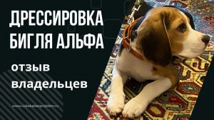 Дрессировка бигля. Отзыв владельцев на проделанную работу