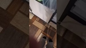 Как я играю с кошкой? Что она может во  время игры?