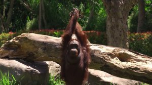 aborigines - Because we are primates