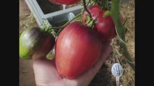 Томаты селекции Софии Сааковой.  т. 89229284031