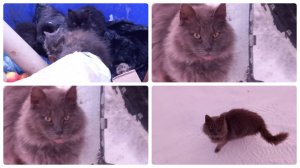 Выкинули котиков в 20°мороз🥶//прогулялась.