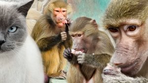 Басик злой, бьет Батю! Грифы нас дразнят, а Люся со всей компанией уплетают шейки за обе щеки!