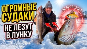 ОГРОМНЫЕ СУДАКИ не ЛЕЗУТ В ЛУНКУ Зимняя рыбалка на Вибы и раттлины2