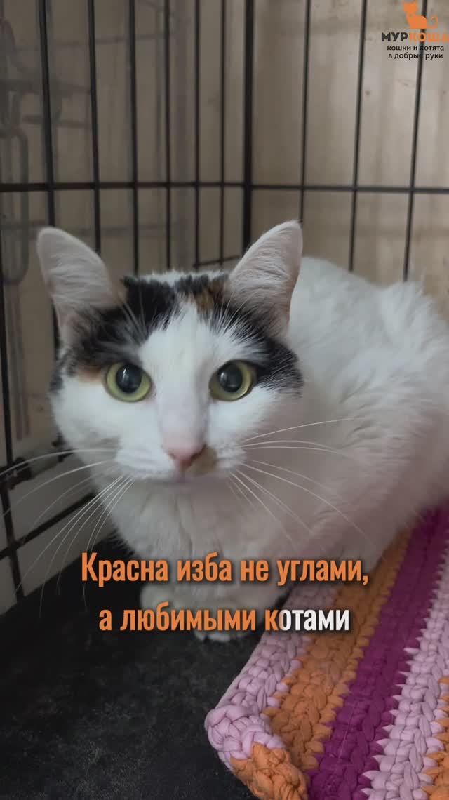 Нюська ждёт вас в приюте #Муркоша