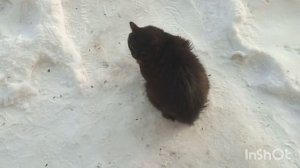 Мишка возле дома.