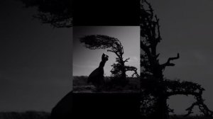 Максим Фадеев - Беги по Небу (Kinash Remix 2026)