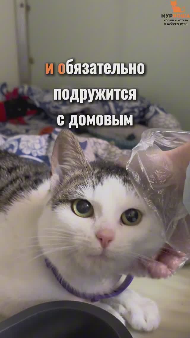 Йоль ждёт вас в приюте #Муркоша