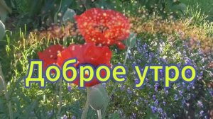 Ангельские цветы... Доброго Светлого утра и хорошего дня!