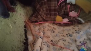 Котик Тишка на кресле.