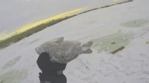 ТАКИЕ МОНСТРЫ РЕДКО ЛОВЯТСЯ! УСТОНОВИЛ ХАПУГИ И ПОШЛА ЖАРА!