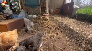 Любовь птицевода к Курочкам 🐥🐔🥚 Нежное видео 🐓 Версия (118)