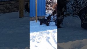 хадила я в магозин тут сабака павстричалася мне 👍👍👍👍👍👍👍👍👍👍👍👍