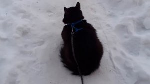 Мишка на улице.