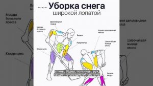 Бесплатный фитнес: как убирать снег с пользой для здоровья