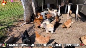 Цыплята и Курочки селяночки лучшие беспородные несушки 🥚 (427)