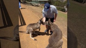 🦘Кормлю кенгуру , Австралия