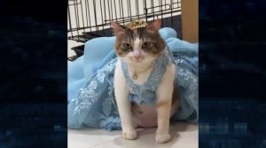 iNet 266. 19-01-2026