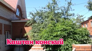 КАШТАН ПИЛИТЬ ИЛИ ЛЕЧИТЬ.