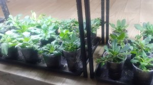 19.01.2026 Перестановка петунии завершена.