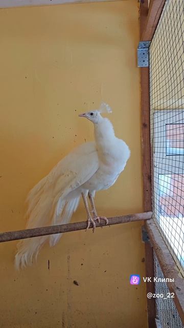 Павлин Сахарок смотреть онлайн