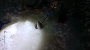 Открытие ледового сезона на спорт-зоне. Поимки форели по темноте до запуска. Клёвое место, Лосинка.