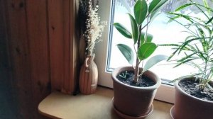 Прострелы из семян на рассаду в январе 2026