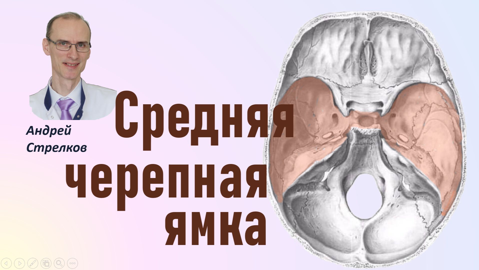 Средняя черепная ямка. Анатомия строение, сообщения смотреть онлайн