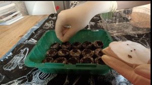 посадка Дихондры Сильвер семенами